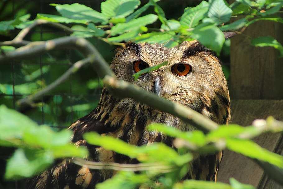owl, eagle owl, bird, animal, eyes, bird of prey, nocturnal HD wallpaper
