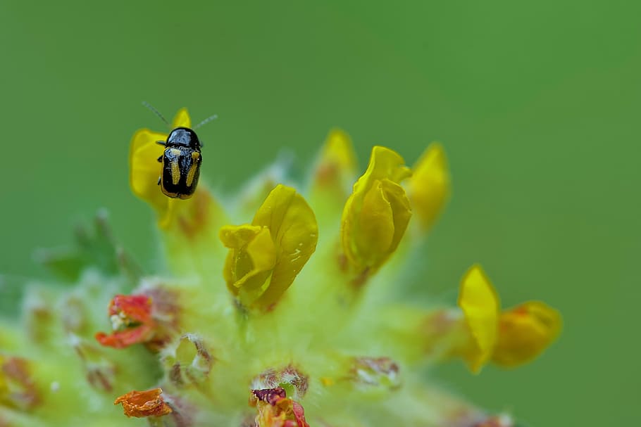 microscopic, nature, macro, flower, microcosmos, animals in the wild HD wallpaper