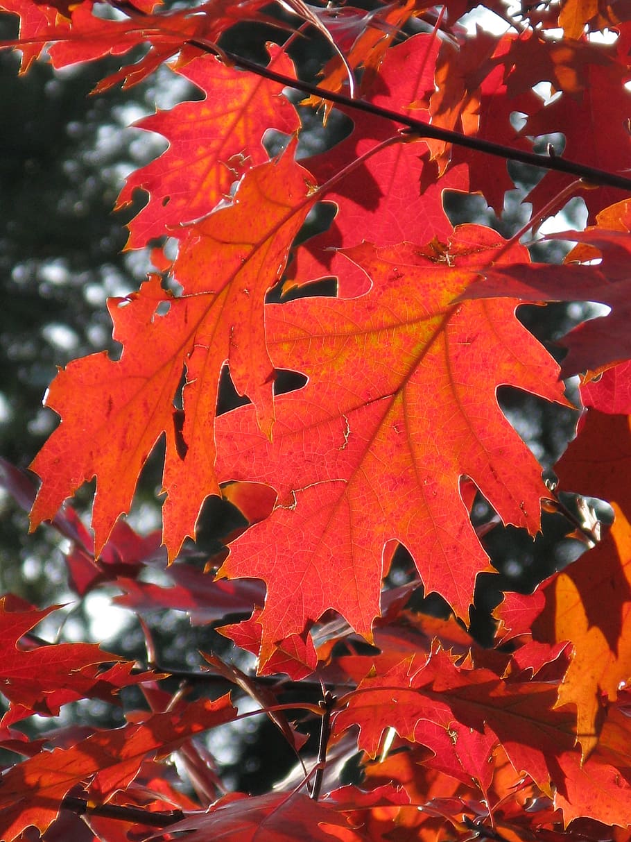 green leaf tree, autumn, leaves, forest, red leaf, light, sun HD wallpaper