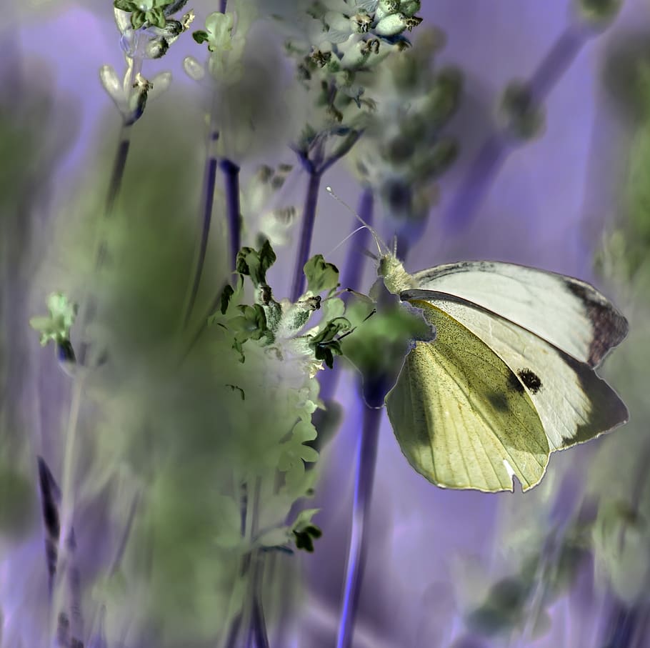 insects, butterfly, nature, plant, flower, flowering plant HD wallpaper