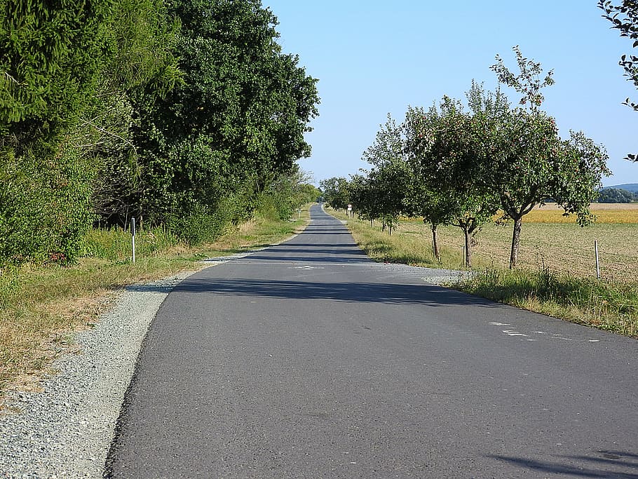 away, road, asphalt, plant, tree, transportation, the way forward HD wallpaper