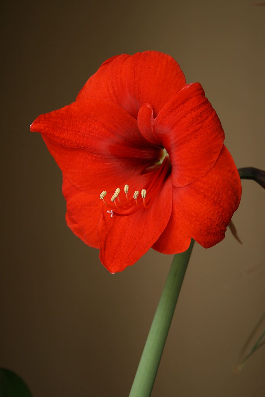 amaryllis, flower, red, bloom, flowering, bulb, stamen, amaryllidaceae HD wallpaper