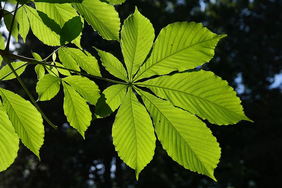 green leaf plant, Leaves, Green, Back Light, Shine, shine through, HD wallpaper