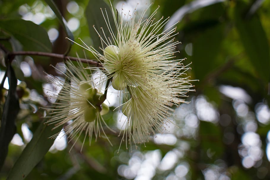 nature, tree, plant, leaf, flower, tropical, blossom, bloom HD wallpaper