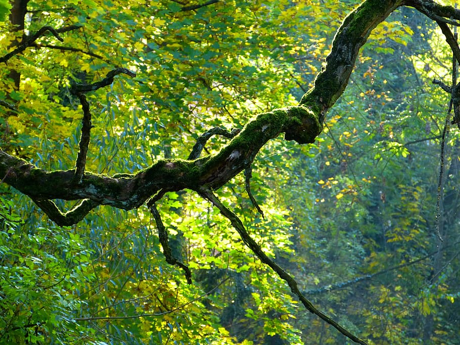 branch, tree, crooked, bemoost, gnarled, autumn, nature, leaf HD wallpaper