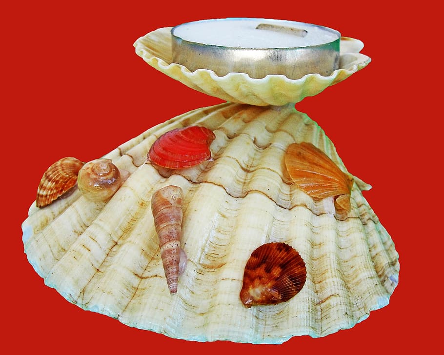candle holders, crafts, shells, sea shells, indoors, red, colored background HD wallpaper