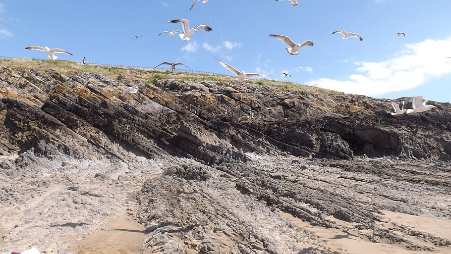 seagull, ocean, beach, summer, bird, nature, rocks, sky, animal HD wallpaper