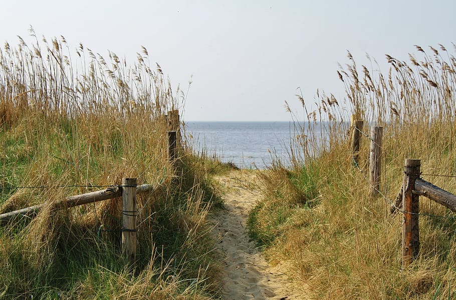 photo of ocean scenery, beach, cuxhaven, sand road, dunes, north sea