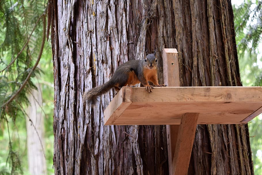 Squirrel, Nature, Tree, Animal, Wildlife, forest, outdoor, cute HD wallpaper