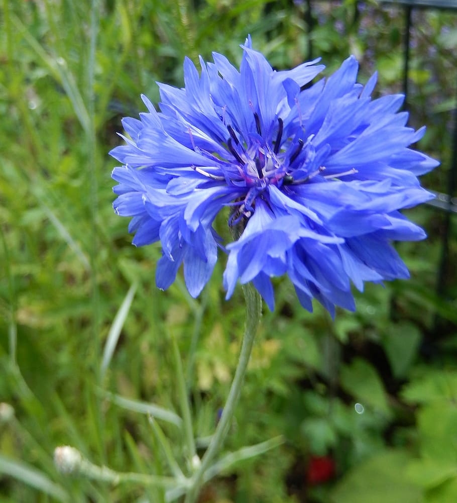 cornflower, pointed flower, spring, meadow, field, flora, macro HD wallpaper