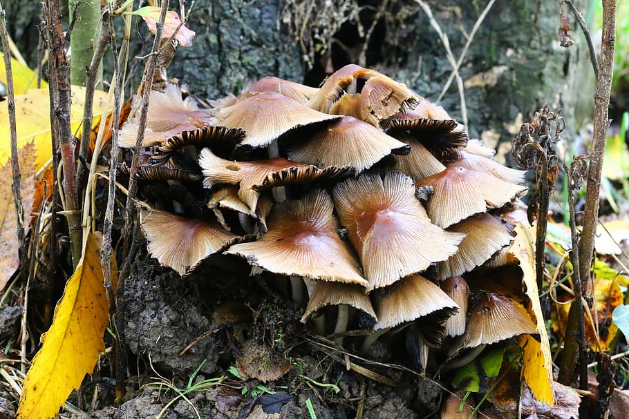 fungus, nature, forest, mushroom, plant, vegetable, toadstool HD wallpaper
