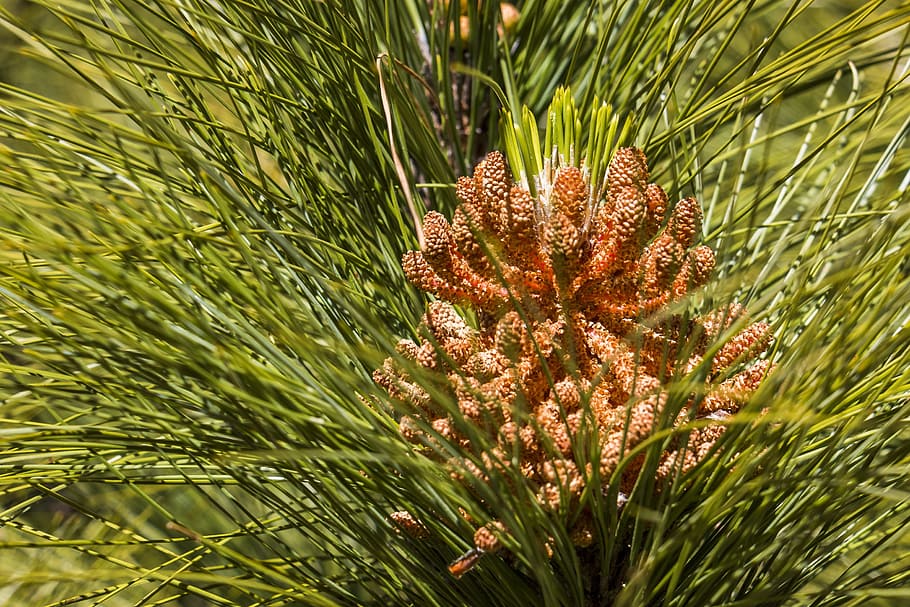 pine, forest, conifer, tree, needles, nature, branch, green HD wallpaper