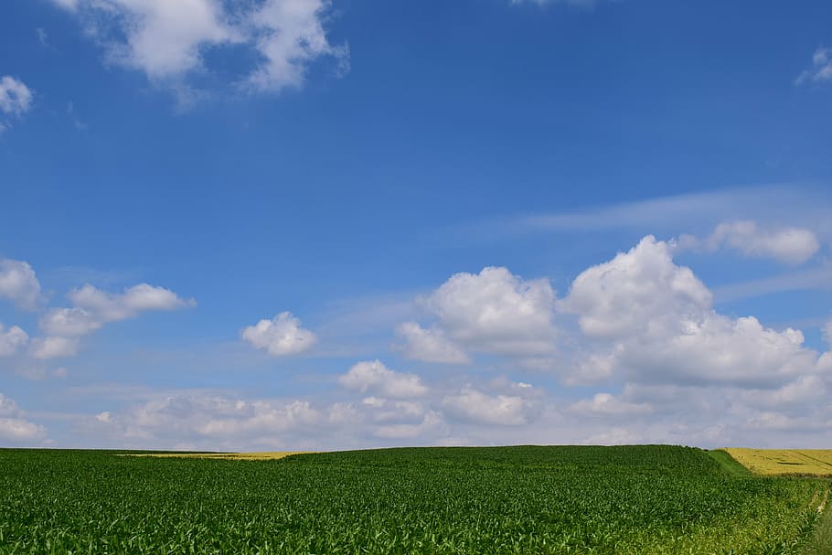 landscape, nature, fields, horizon, background, sky, sunshine HD wallpaper