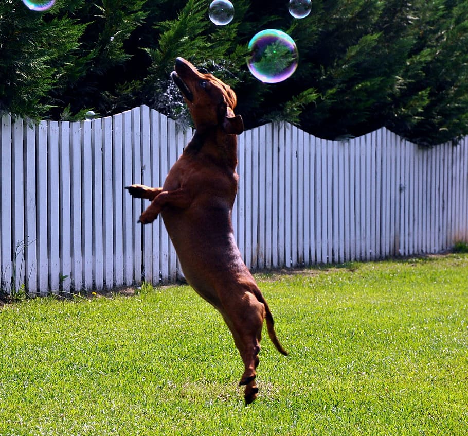 adult red dachshund jumping near bubbles, dog, leap, animal, pet