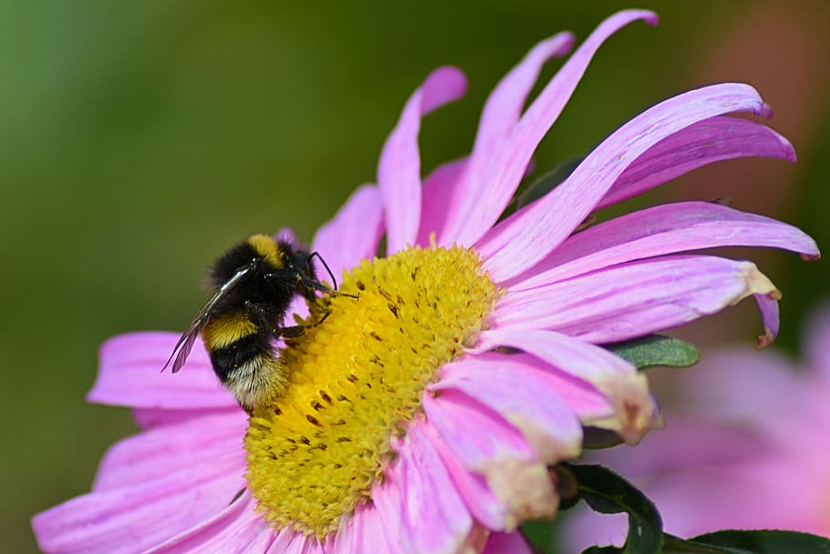 hummel, blossom, bloom, insect, flower, summer, flowering plant HD wallpaper