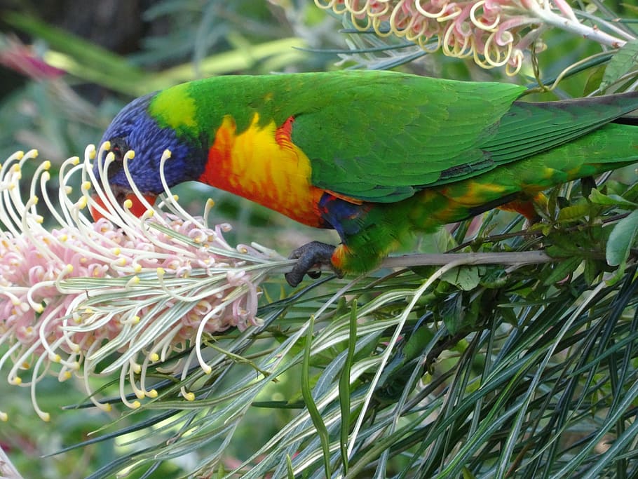 rainbow, lorikeet, australia, bird, parrot, animal wildlife HD wallpaper