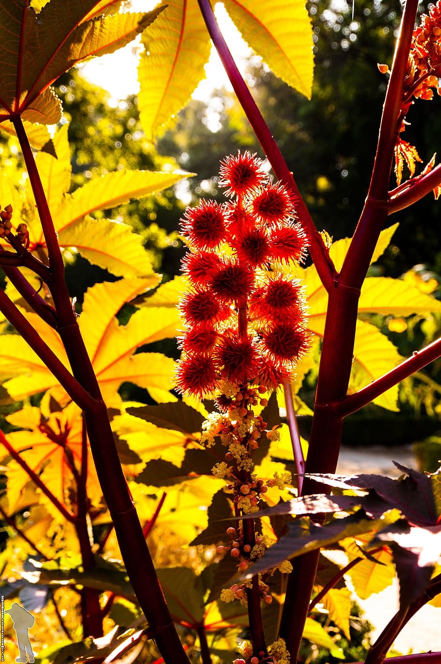 flower, nature, spring, plant, growth, beauty in nature, flowering plant HD wallpaper
