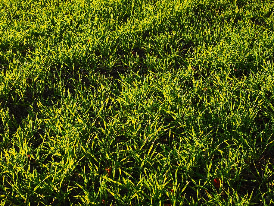 seed, field, arable, grass, green, cereals, agriculture, cultivation HD wallpaper