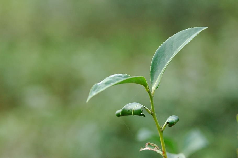 leaf, tree, tea, bent two-leaf, growth, plant, beauty in nature HD wallpaper