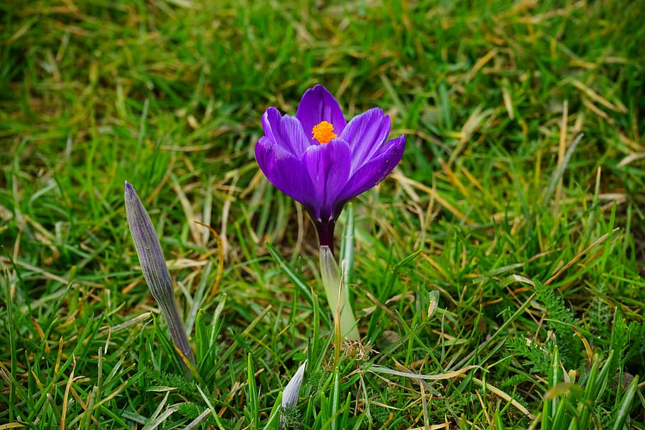 crocus, flower, blossom, bloom, purple, close, spring, bühen HD wallpaper