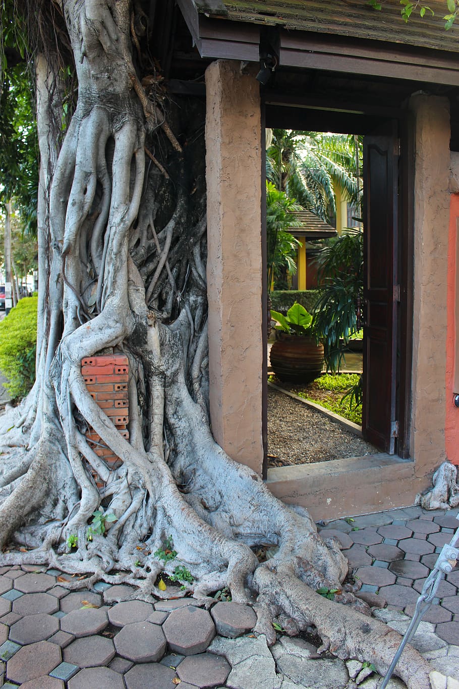 tree roots, overgrown, temple, old, ancient, thailand, nature HD wallpaper