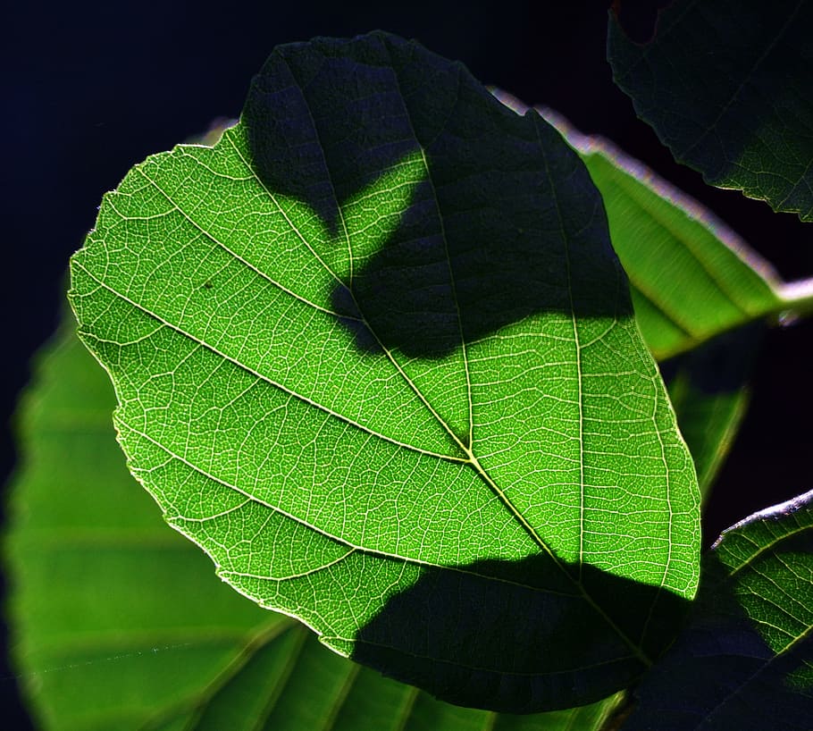 foliage, green, light, leaf, plant part, green color, leaf vein HD wallpaper