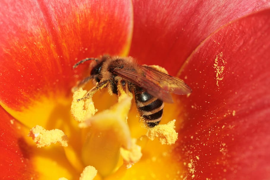 flowers, nectar, bee, blossom, bloom, close, insect, pollen HD wallpaper