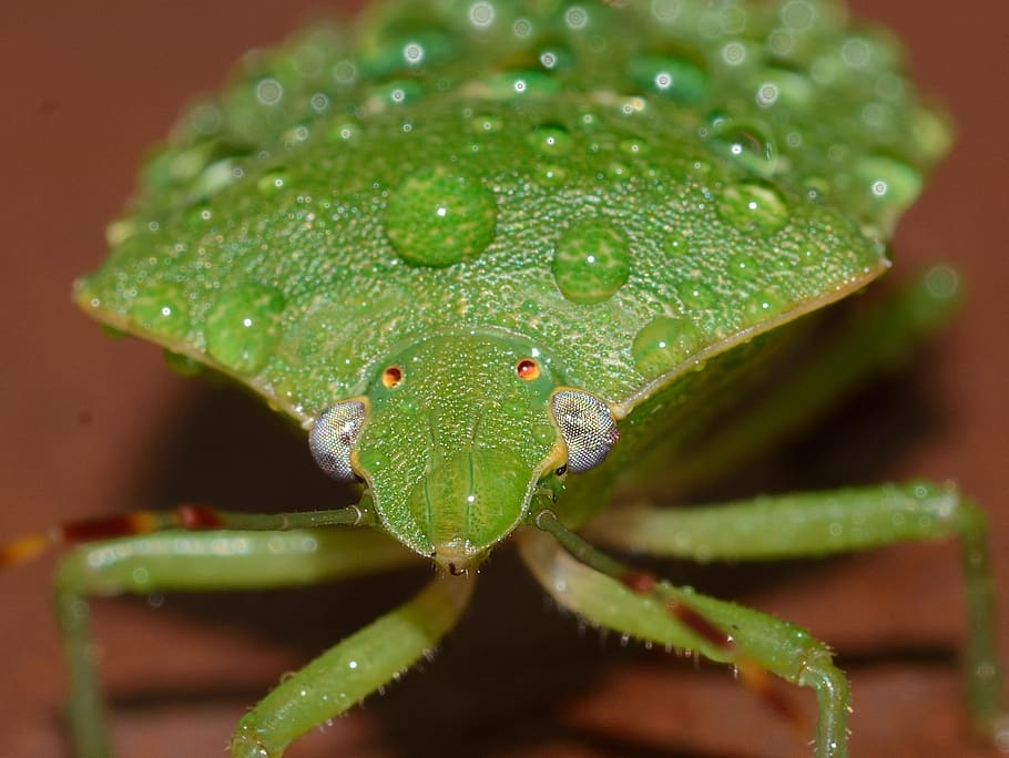 bug, nezara, viridula, macro, green color, close-up, animal HD wallpaper