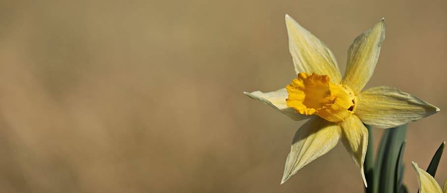 selective focus photo of yellow daffodil flower, daffodils HD wallpaper