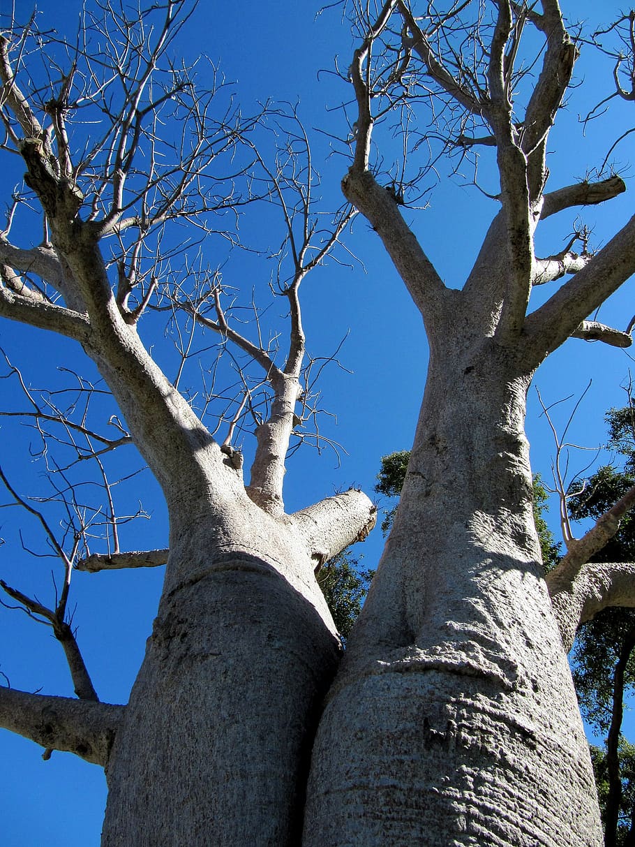 baobab, perth, kings park, tree, adansonia digitata, dead-rat tree HD wallpaper