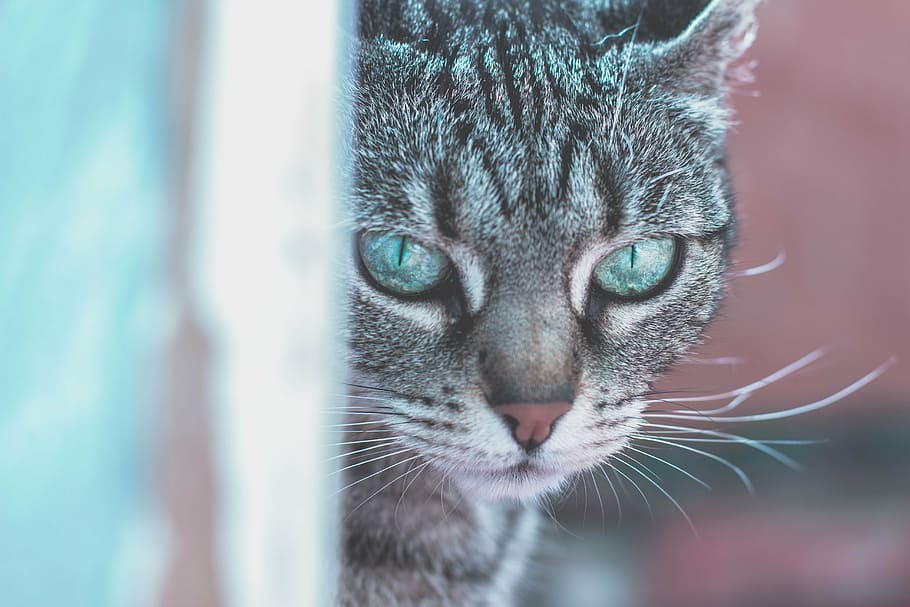 selective focus photography of brown tabby cat, animals, cats HD wallpaper