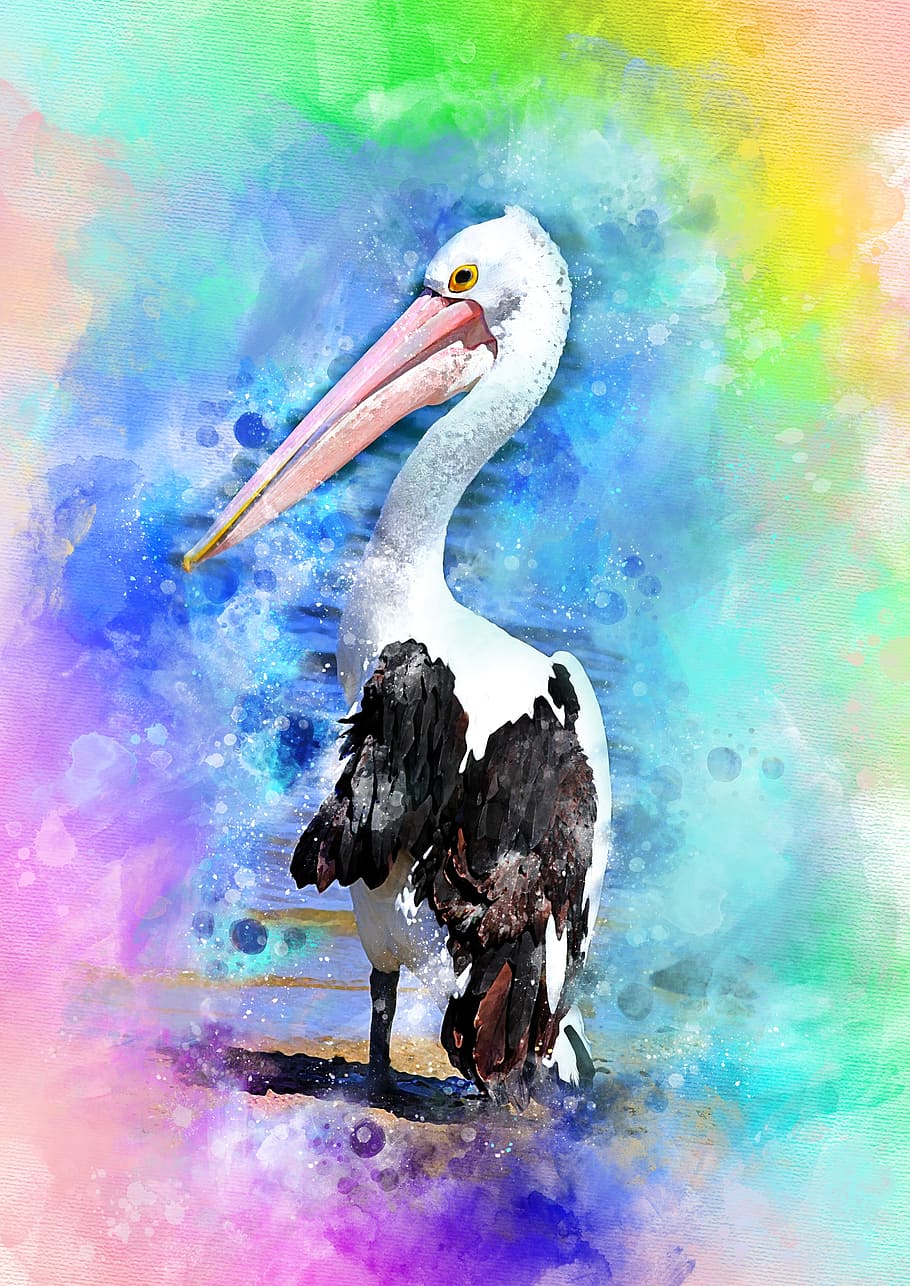 pelican, bird, nature, beak, feathered race, head, wildlife, HD wallpaper