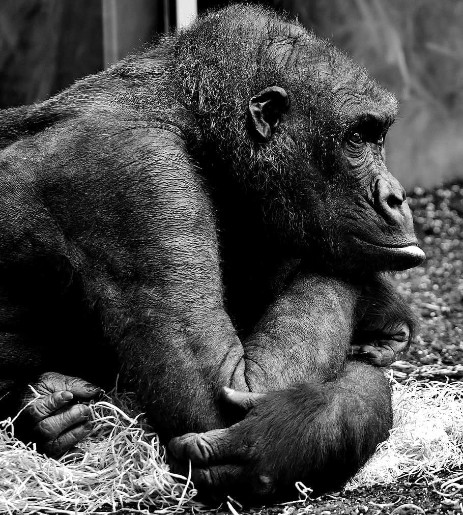 grey scale photography of monkey, gorilla, thoughtful, ape HD wallpaper
