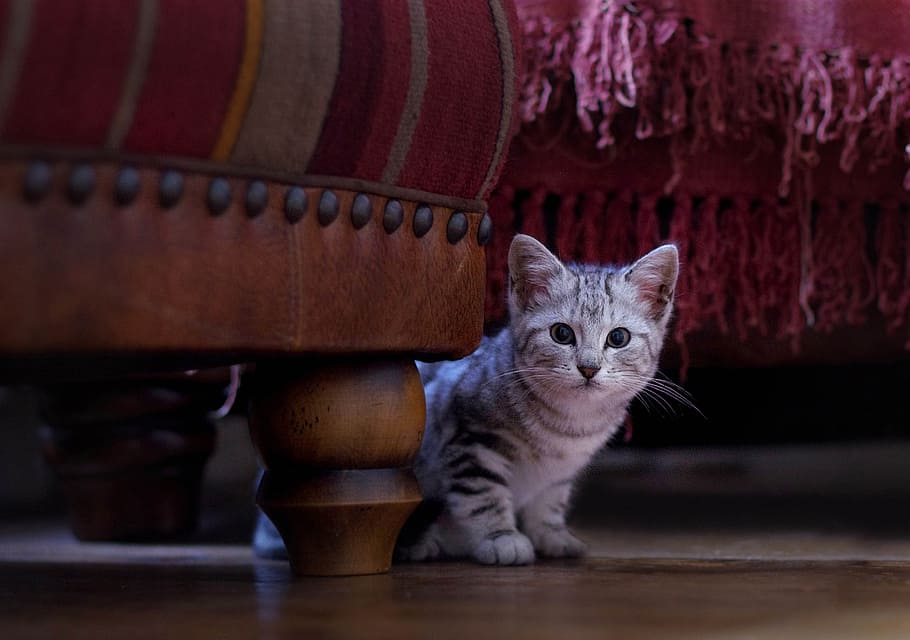 gray tabby kitten near ottoman, cat, cute, animal, kitty, feline, HD wallpaper