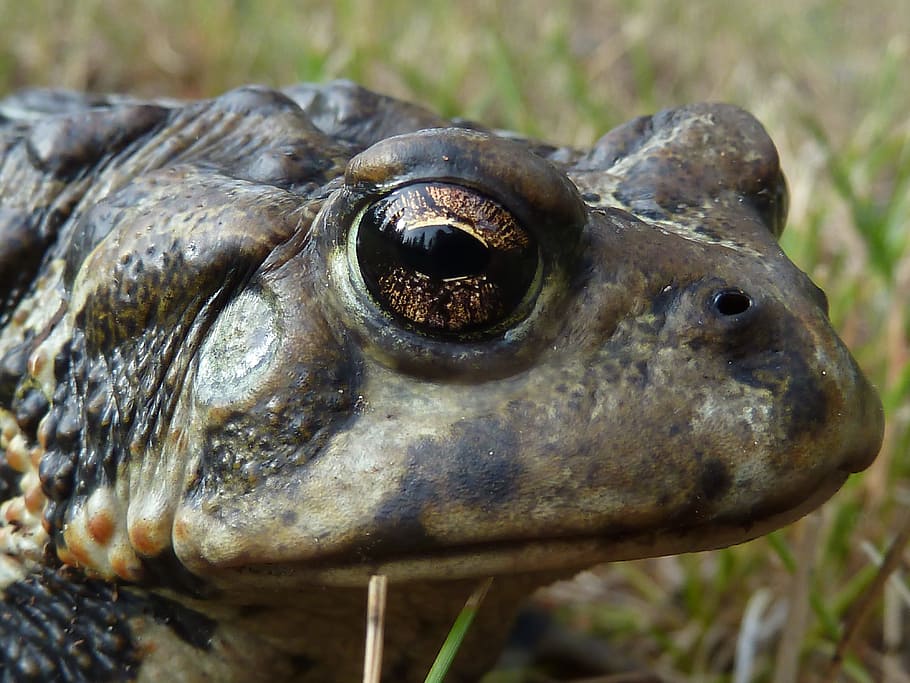 toad, animal, amphibian, macro, head, grass, meadow, nature HD wallpaper
