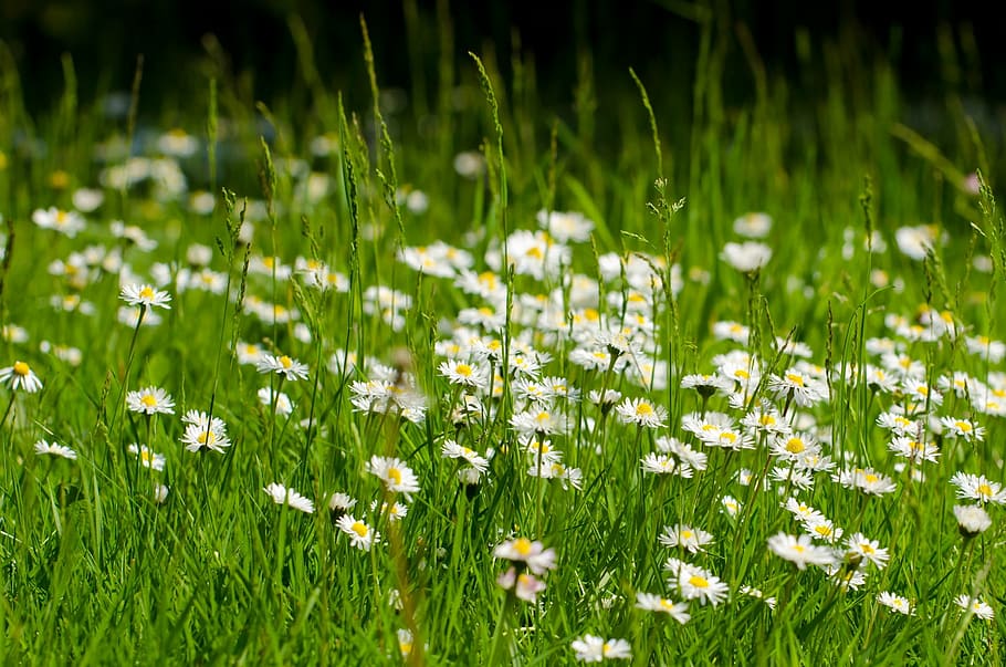 flower, summer, spring, gardening, macro, object, background HD wallpaper