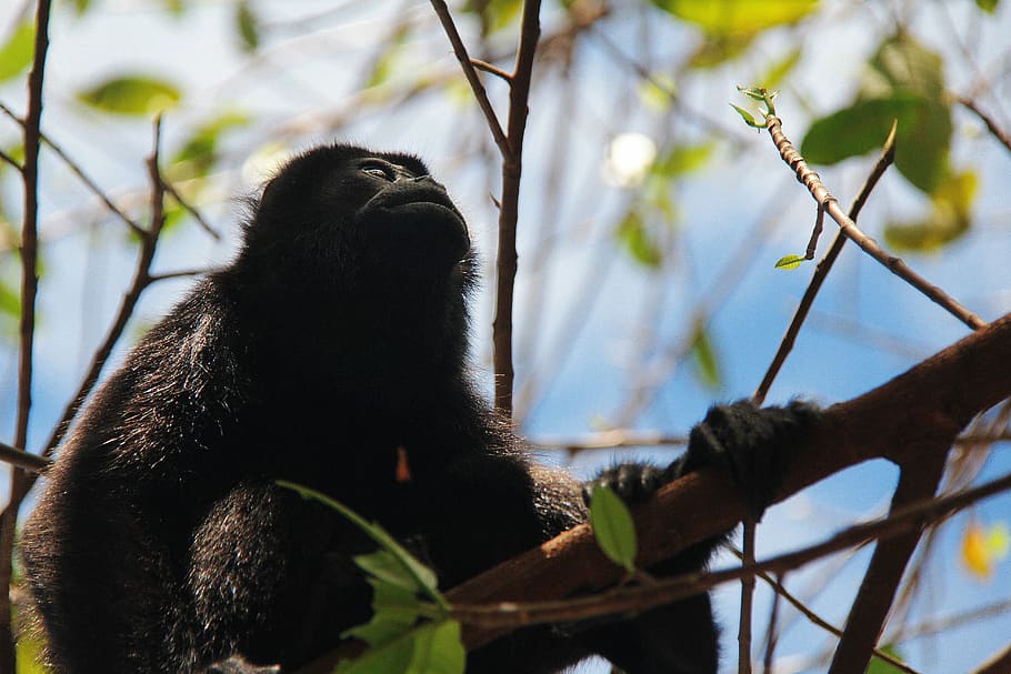 monkey, sky, nature, animal, wild, cute, primate, mammal, tropical HD wallpaper