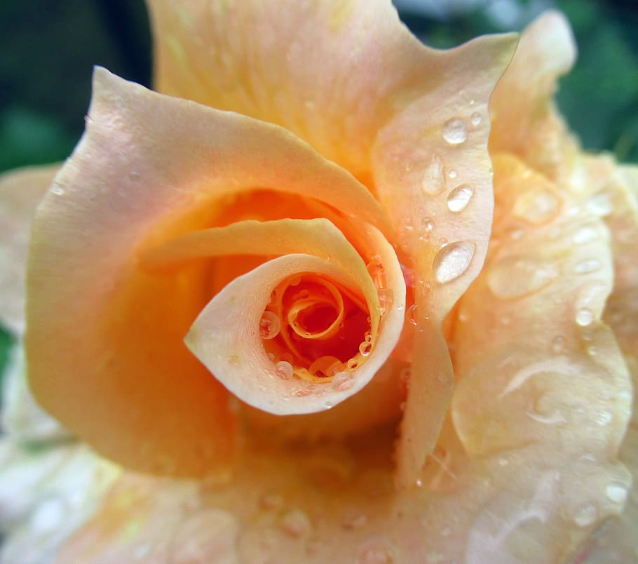 rose, rain, flower, flowering plant, beauty in nature, close-up HD wallpaper