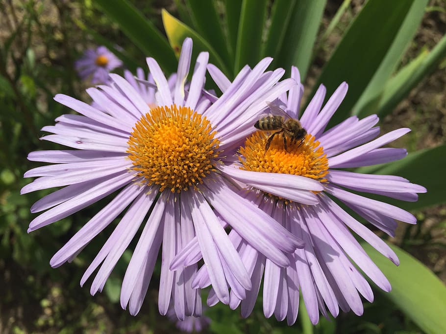 Daisy, Flower, Chamomile, summer, flowers, garden, purple, fragility HD wallpaper