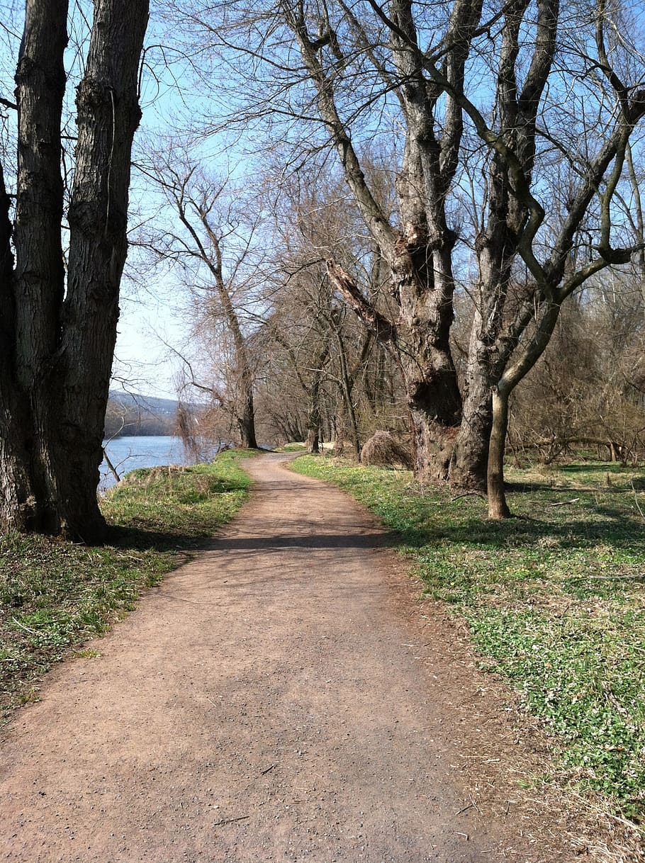 trail, spring, trees, bare, nature, path, walk, plant, direction HD wallpaper