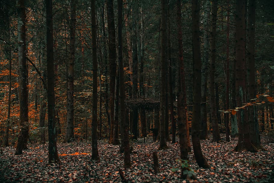 photograph of forest tree, brown bark trees, leaf, autumn, fall HD wallpaper