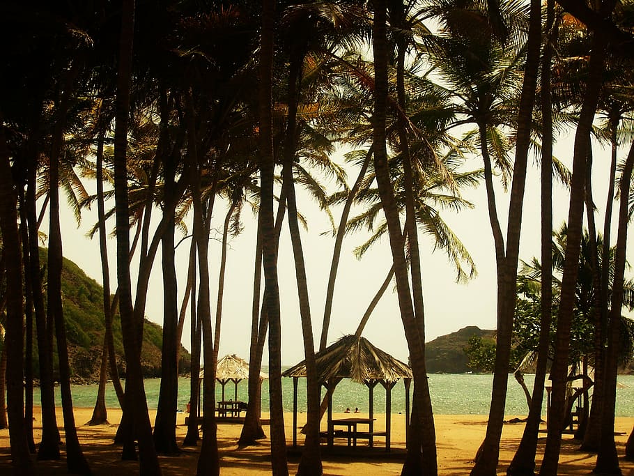 beach, coconut, palm, holiday, caribbean, island, tropical, HD wallpaper