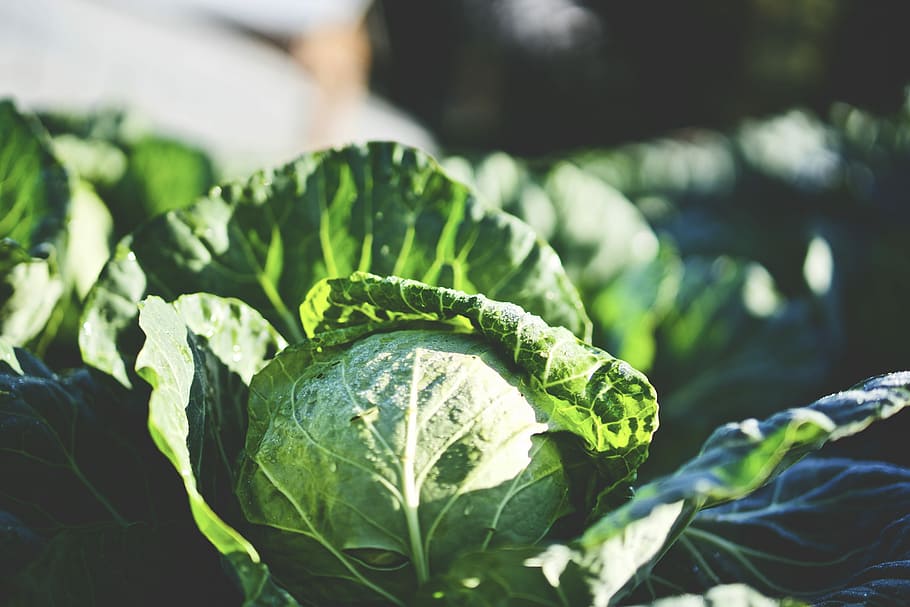 green cabbage in shallow focus shot, closeup photography of green leaf, HD wallpaper