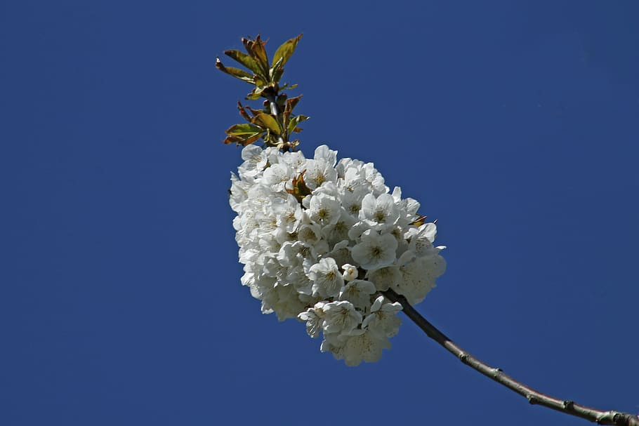 cherry blossom, blue spring, bloom, spring awakening, white HD wallpaper