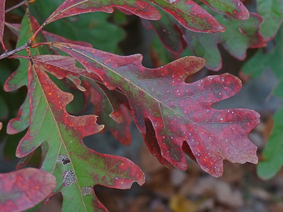 Red Oak, Fall Color, Color, Red, Red, Fall, Autumn, tree, plant HD wallpaper