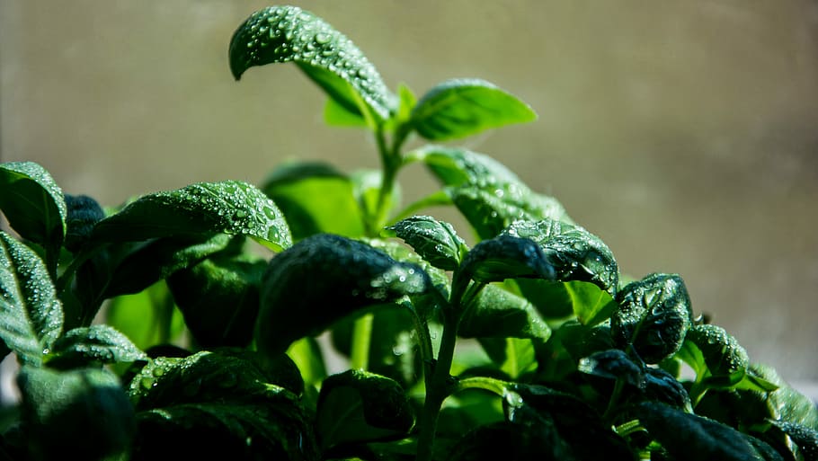 green leaf plants, macro photography of green plants, nature HD wallpaper