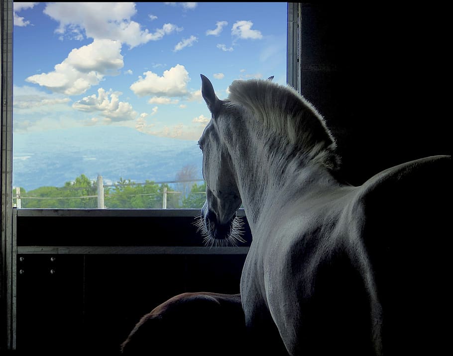 white horse in stable, boxing, window, dream, shadow, animal HD wallpaper