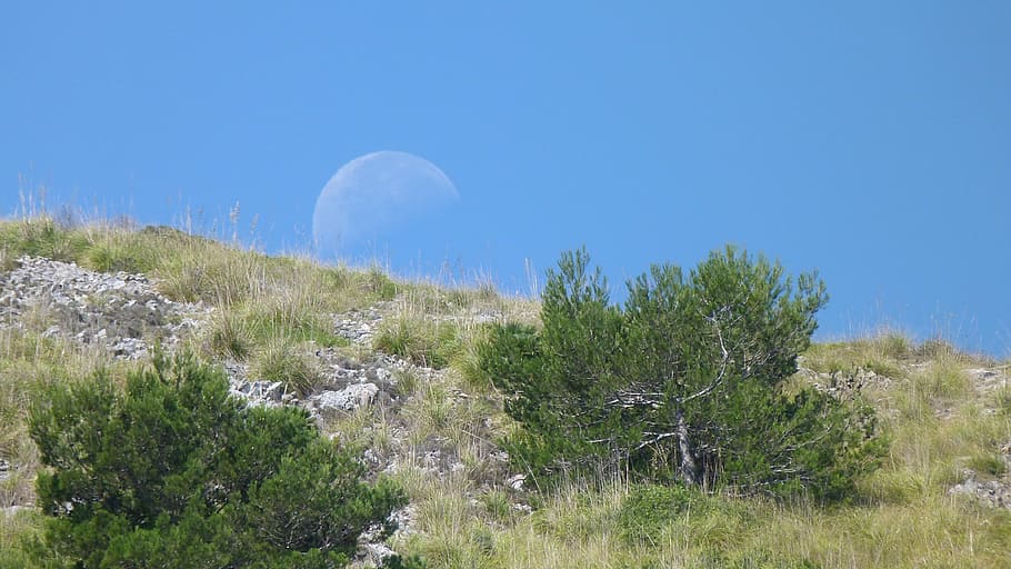 moon, sky, half moon, day, landscape, mood, plant, tree, scenics - nature HD wallpaper