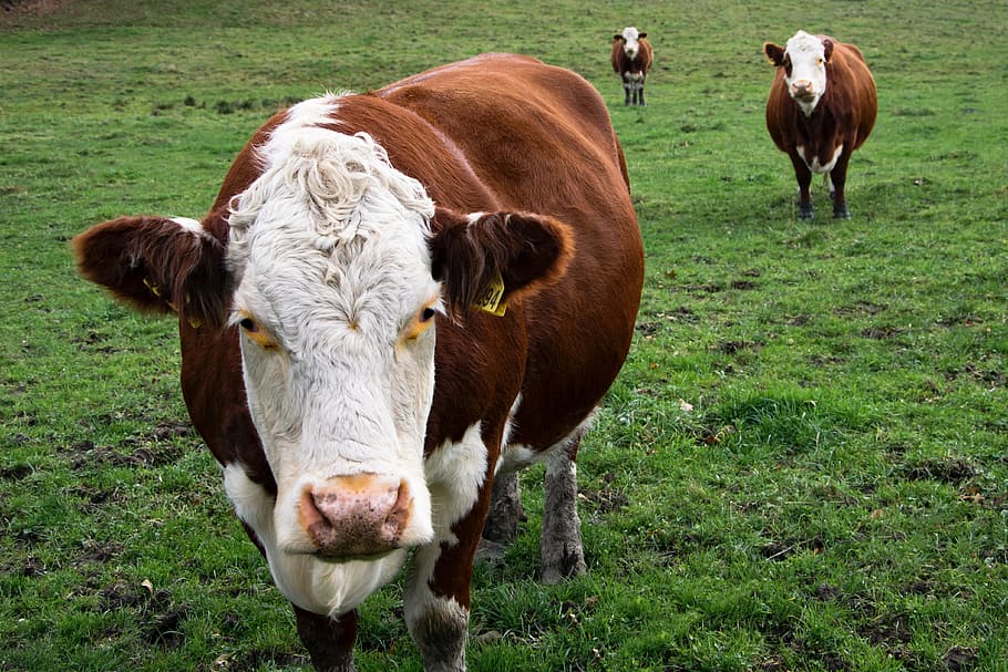 cows, three, biased, curious, livestock, domestic, domestic animals HD wallpaper