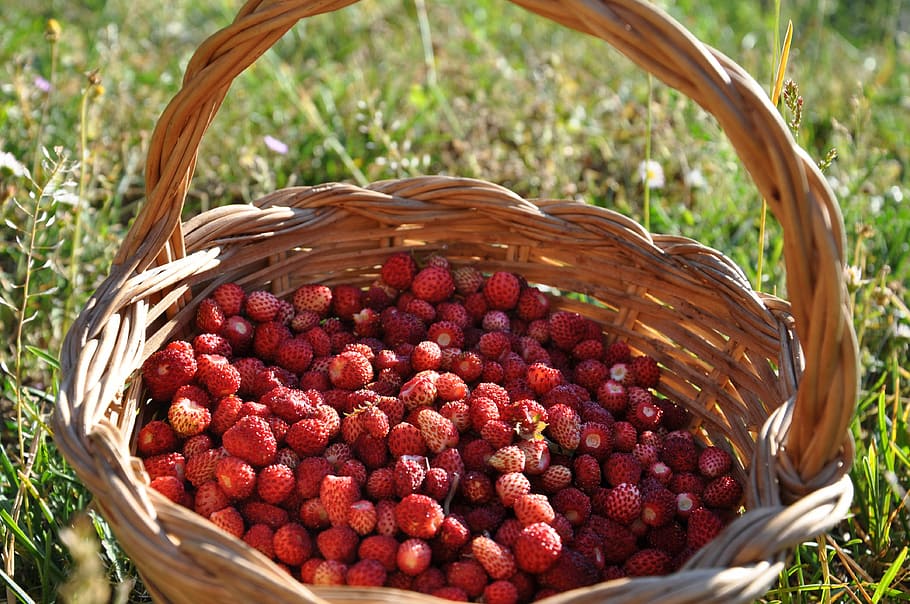 strawberry, basket, summer, forest, green, zoom, container HD wallpaper